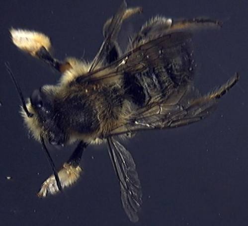 Megachile willughbiella